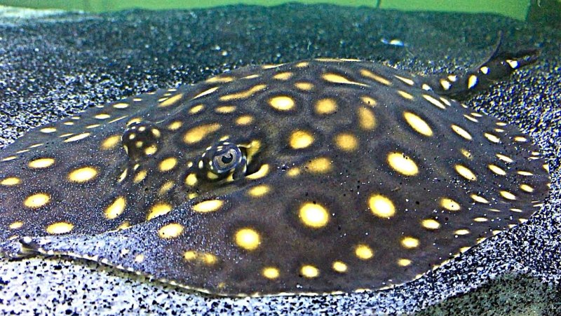 Скат моторо гибрид