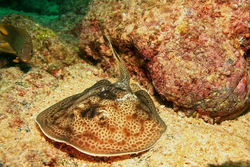 Скат морская лисица