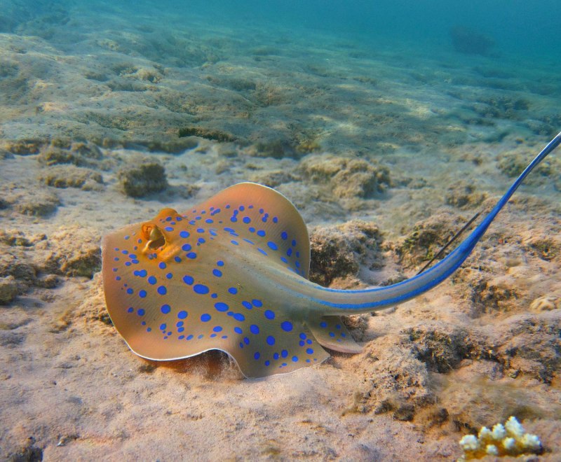 Скат хвостокол красное море