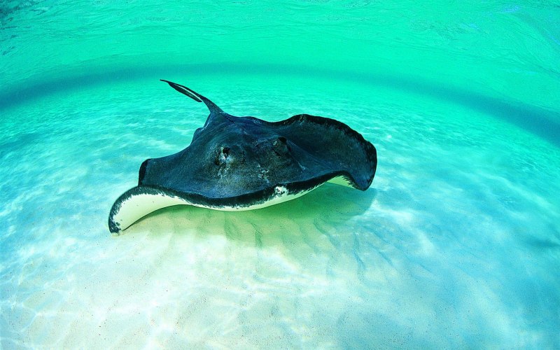 Скат-хвостокол в Азовском море