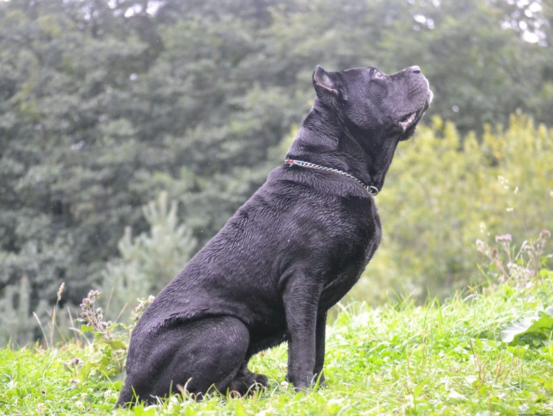 Кане Корсо