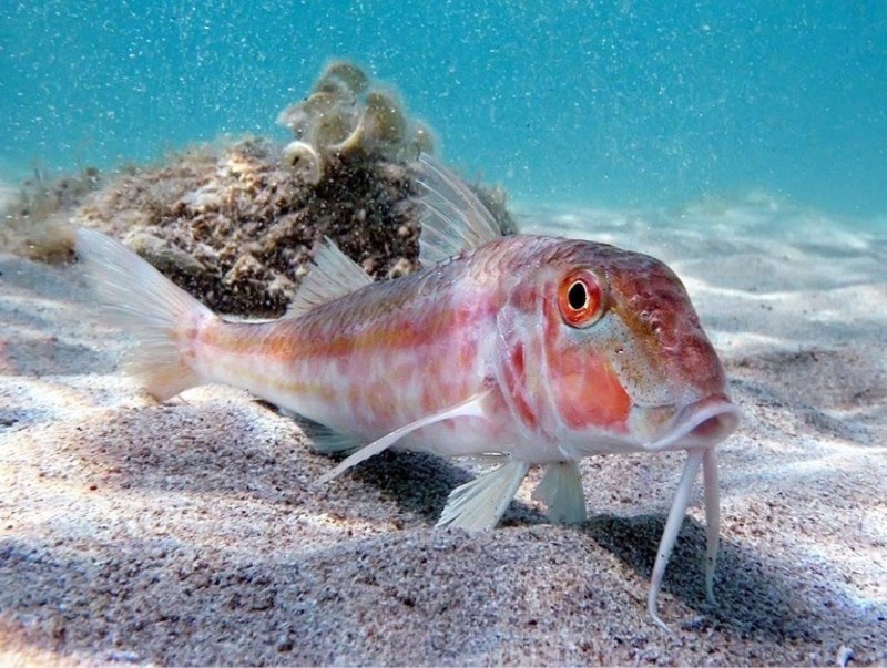 Барабулька рыба (62 фото)