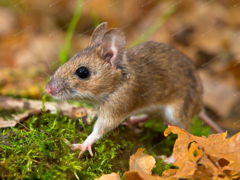 Лесная мышь (Apodemus sylvaticus)