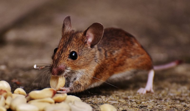 Mus musculus домовая мышь