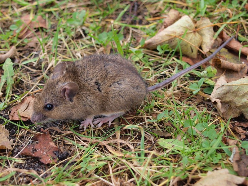 Peromyscus maniculatus