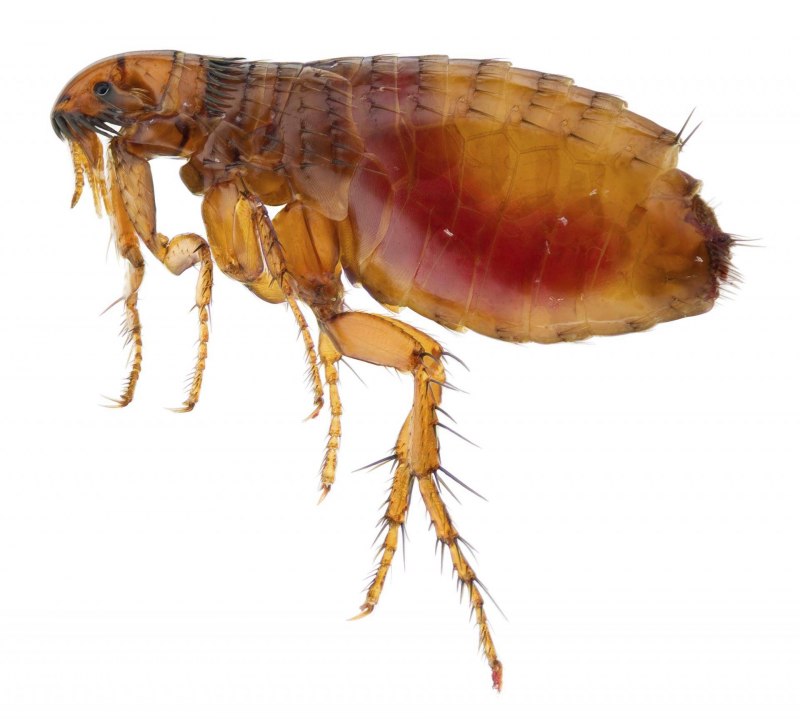 Крысиная блоха Xenopsylla cheopis