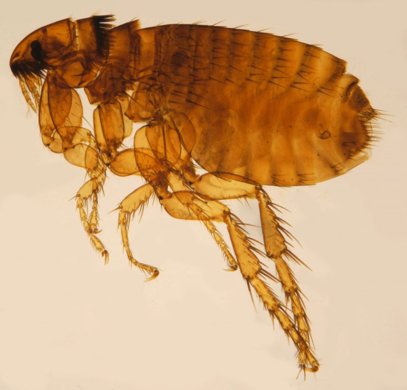 Кошачья блоха Ctenocephalides Felis
