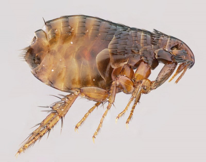 Pulex irritans