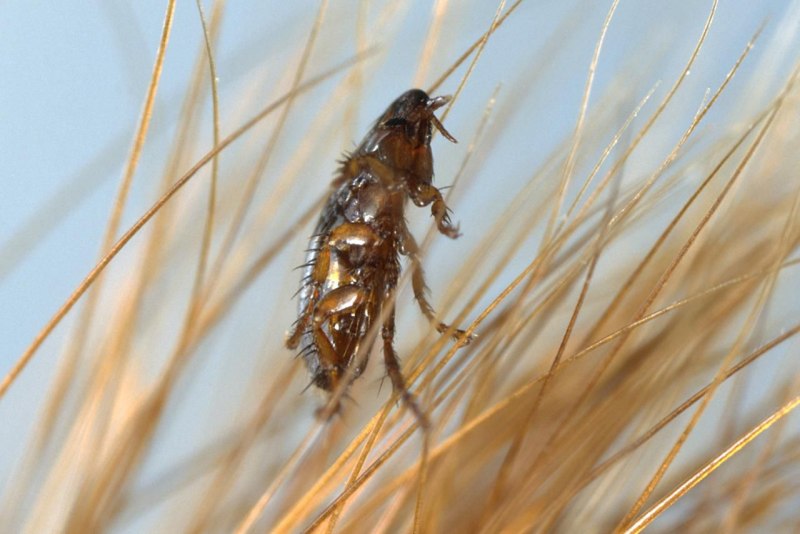 Ctenocephalides Felis