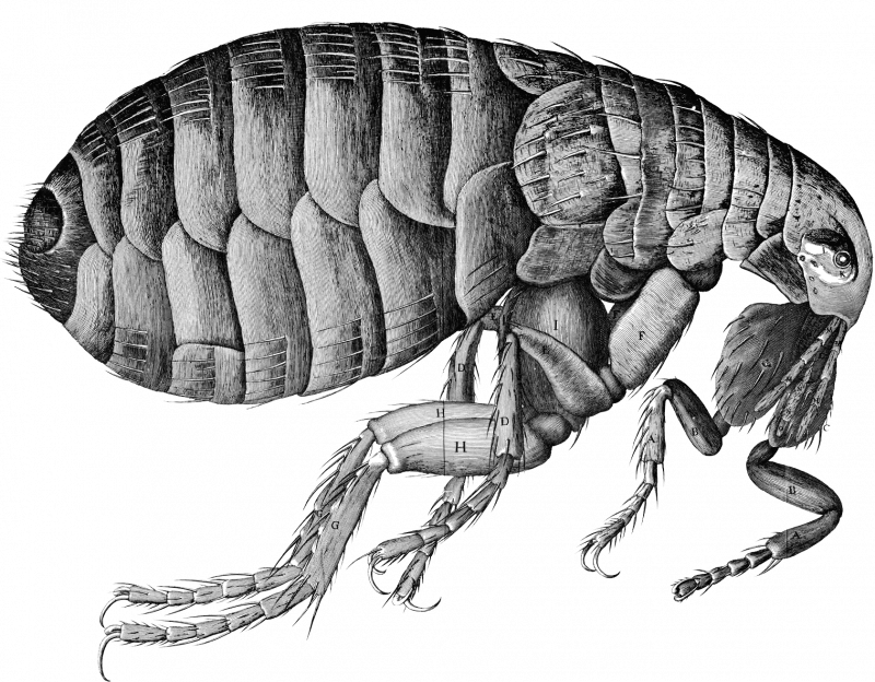 Кошачья блоха Ctenocephalides Felis