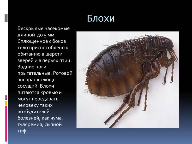 Блоха собачья под микроскопом