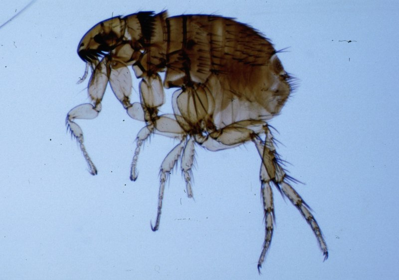 Ctenocephalides canis