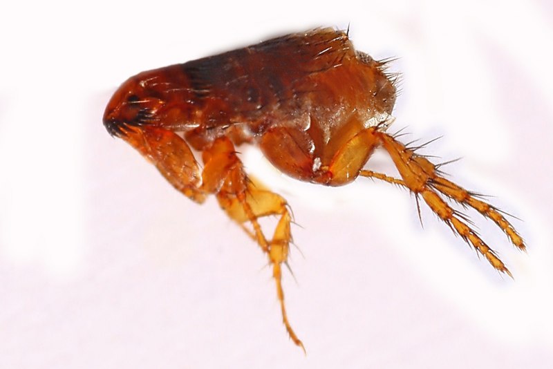 Pulex irritans