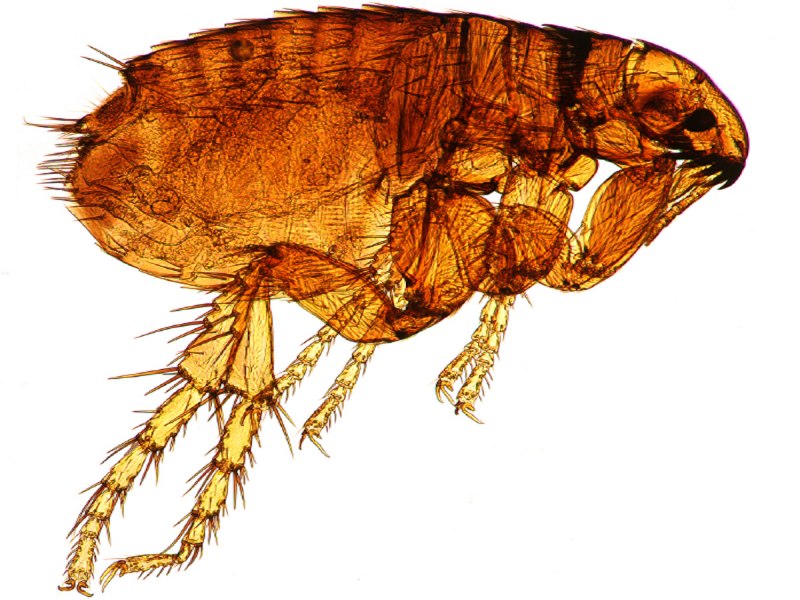 Человеческая блоха pulex irritans