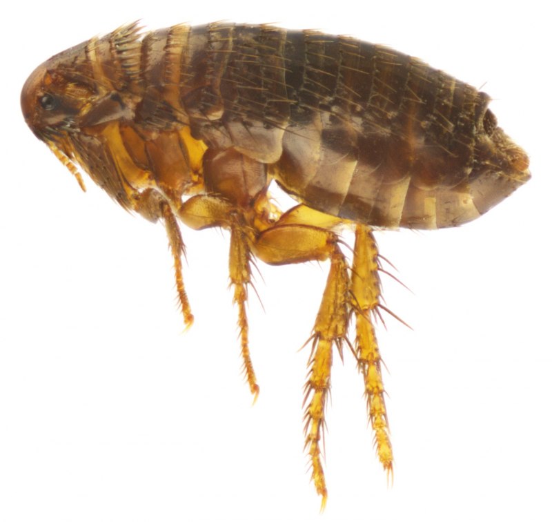 Ctenocephalus Felis