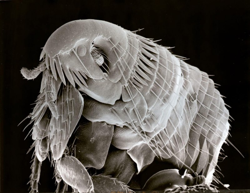 Ctenocephalides canis