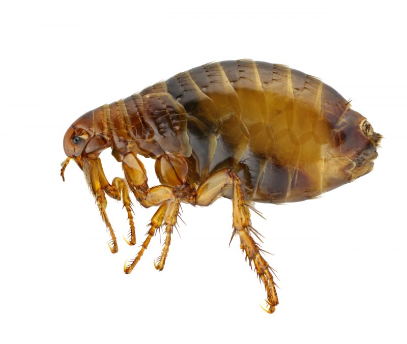 Ctenocephalides Felis