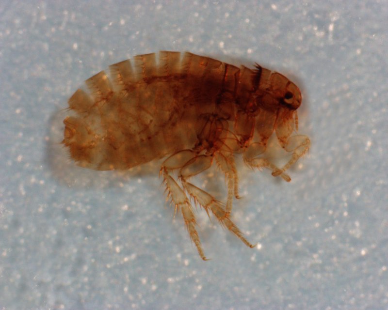 Xenopsylla cheopis