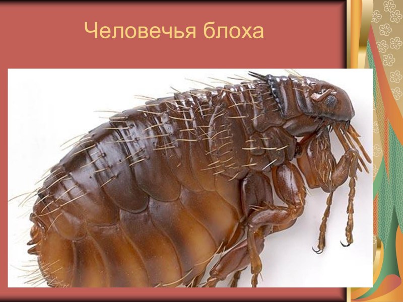 Xenopsylla cheopis