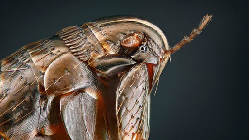Ceratophyllus tesquorum