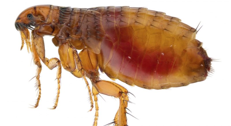 Человеческая блоха pulex irritans