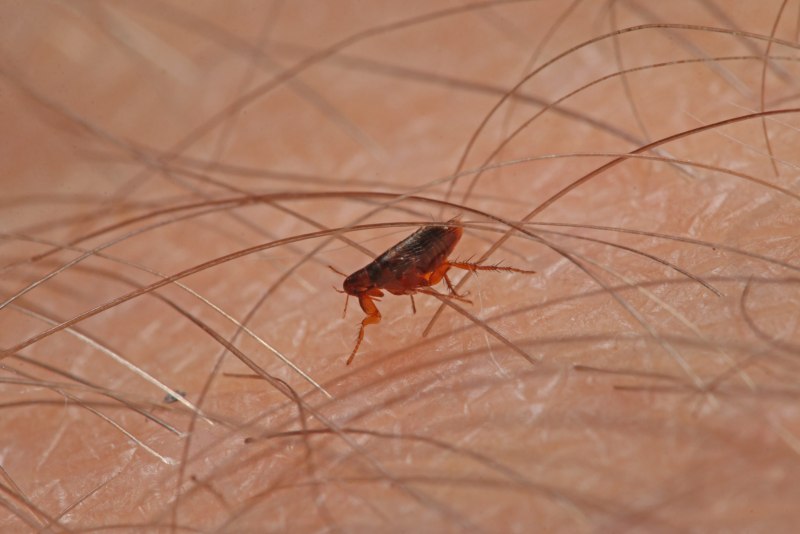 Ceratophyllus fasciatus