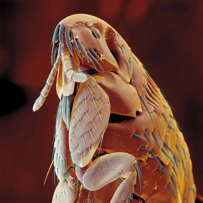 Ctenocephalides Felis