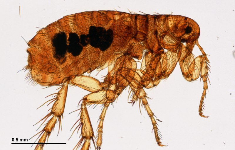 Крысиная блоха Xenopsylla cheopis