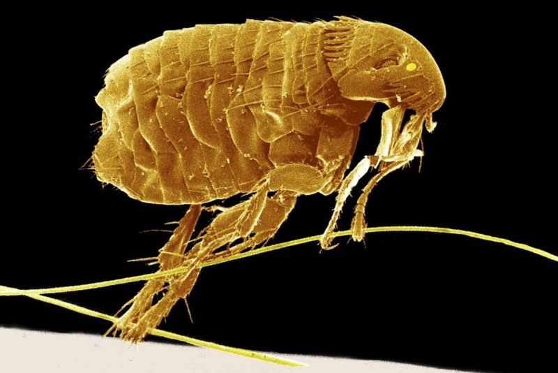 Блохи Aphaniptera
