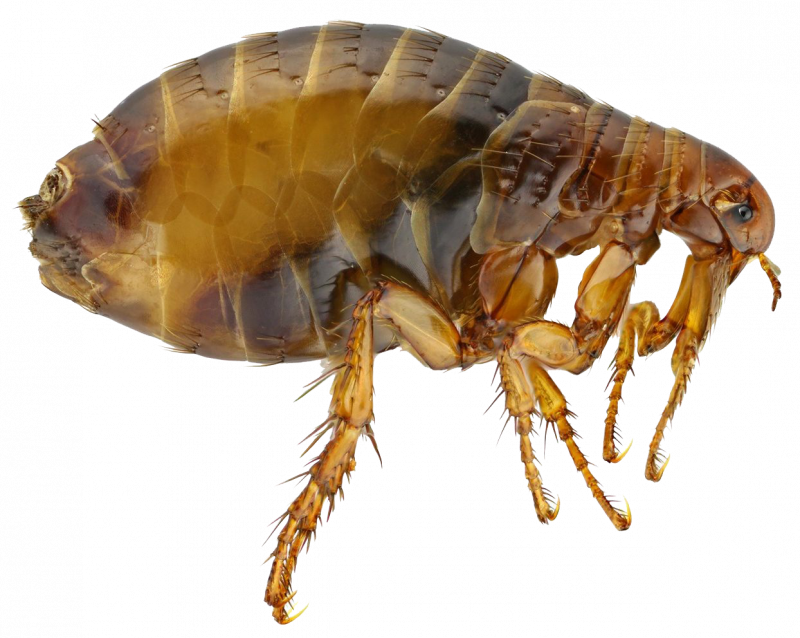 Блохами Ctenocephalides Felis кошка