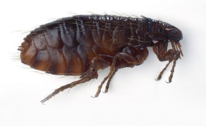 Pulex irritans