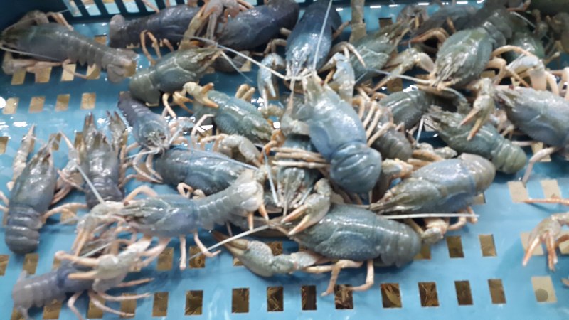 Голубой кубинский