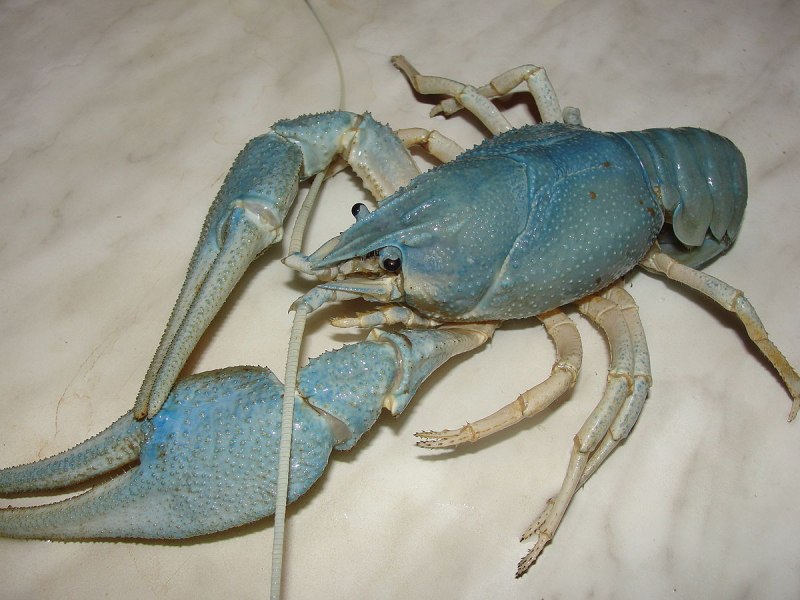 Ареал Astacus Leptodactylus