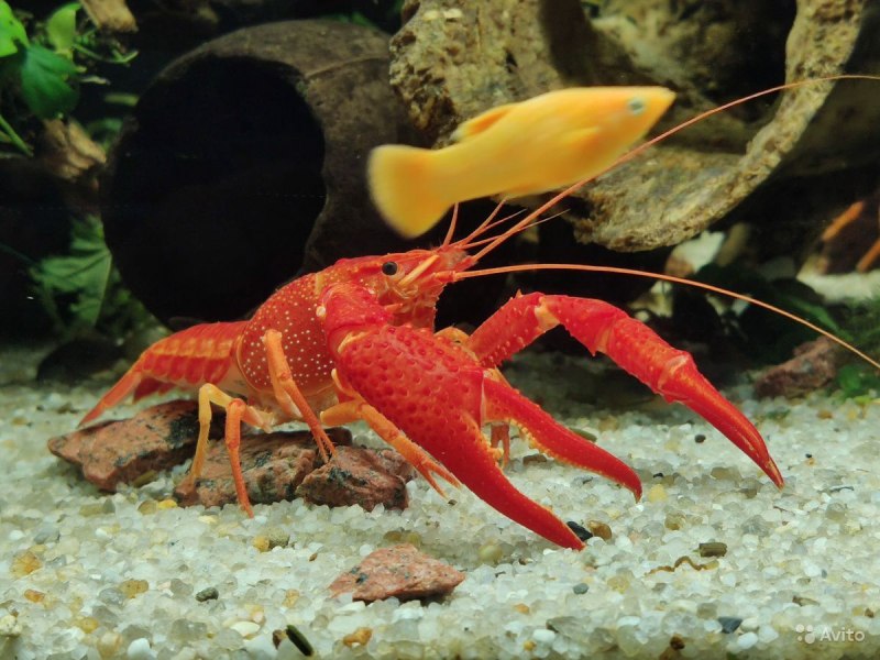 Procambarus Cubensis
