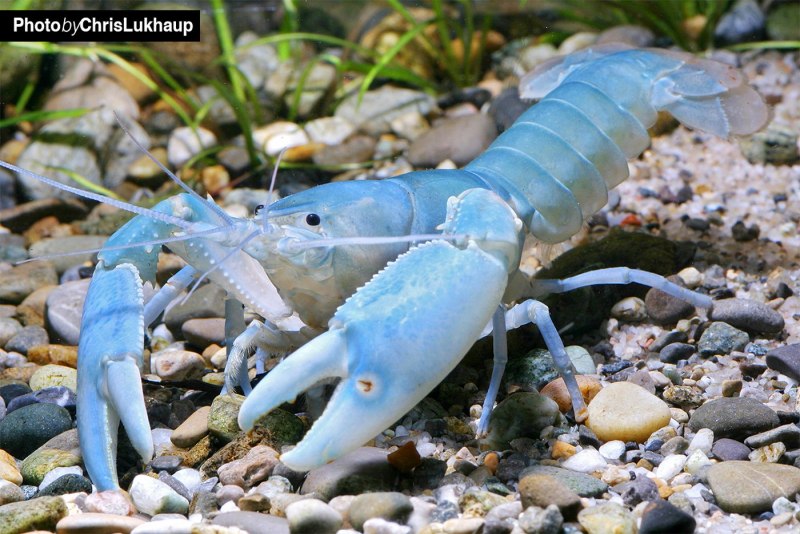 Cherax tenuimanus