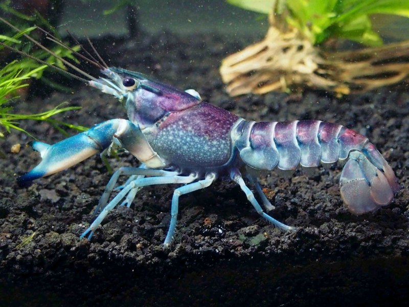 Procambarus Cubensis