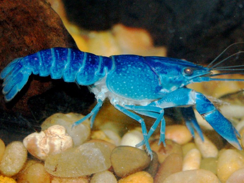 Procambarus alleni синий Флоридский рак.