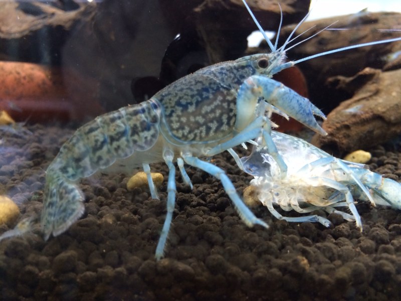 Cherax tenuimanus