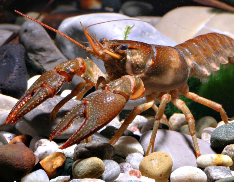 Lobster на синем фоне