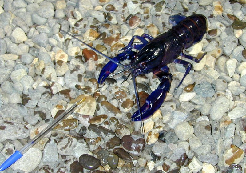 Cherax quadricarinatus