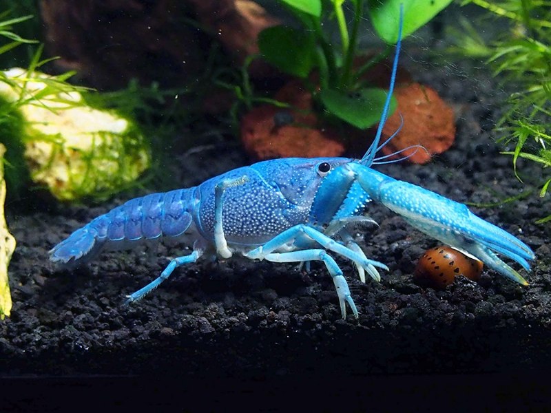 Procambarus Cubensis