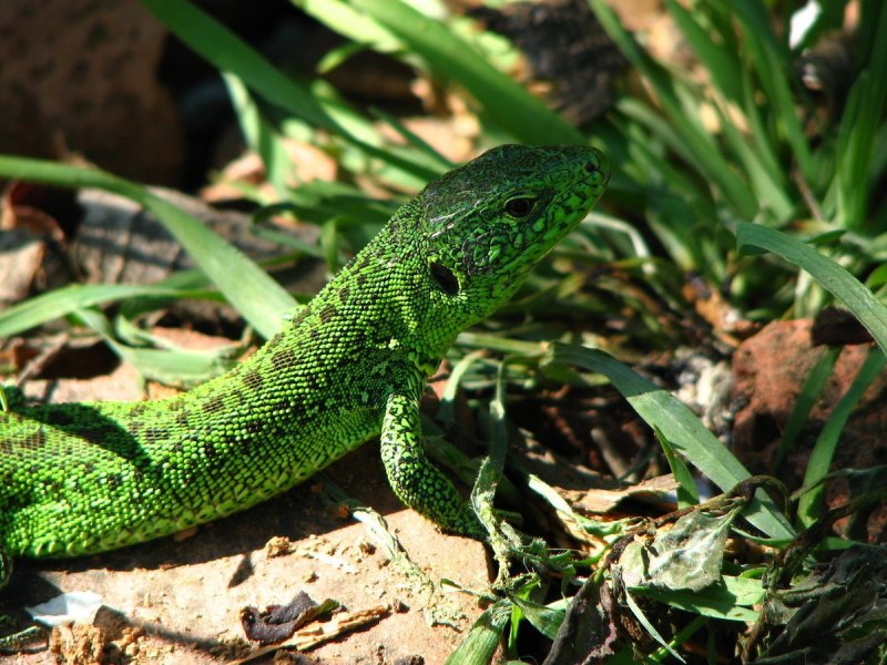 Прыткая ящерица