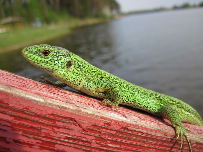 Пресмыкающиеся Варан