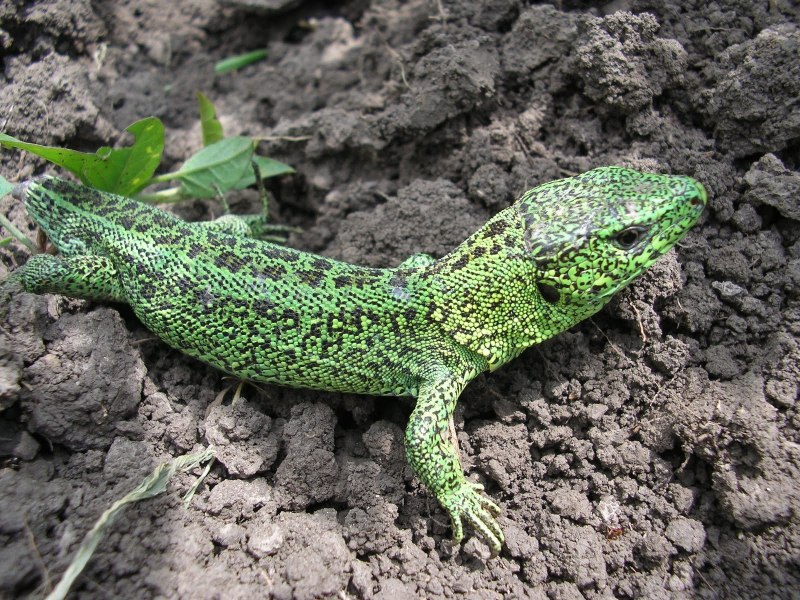 Ящерица Луговая (Lacerta praticola)