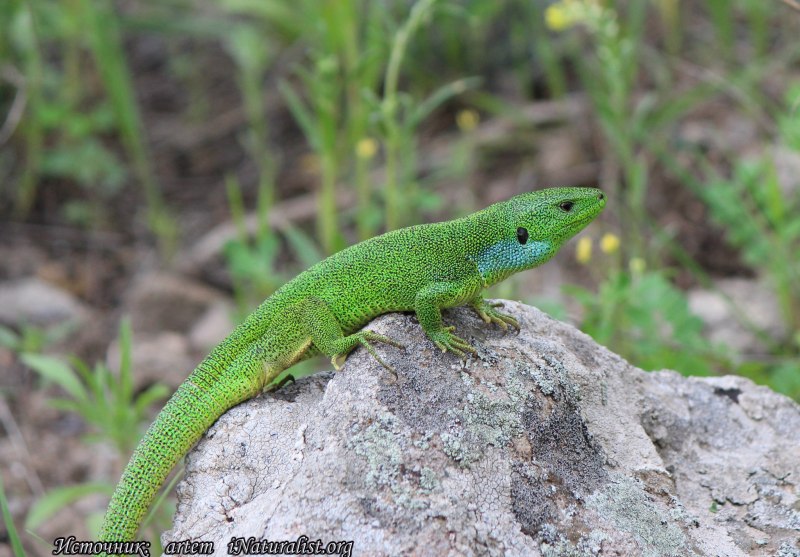 Ящерица прыткая (лат. Lacerta Agilis)