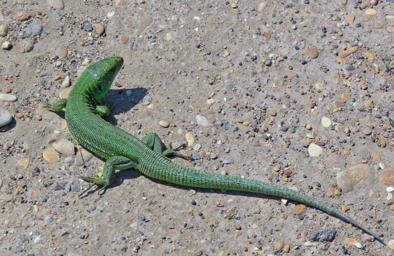 Зеленуха ящерица