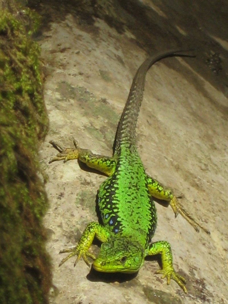 Игуана анолис