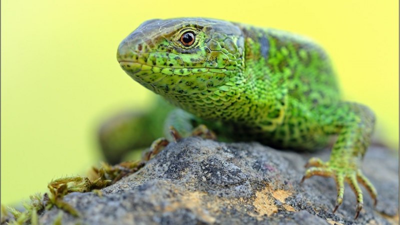 Виридис ящерица