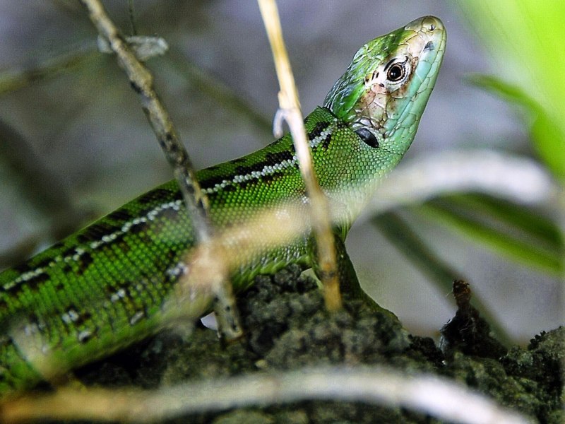 Lacerta ящерица