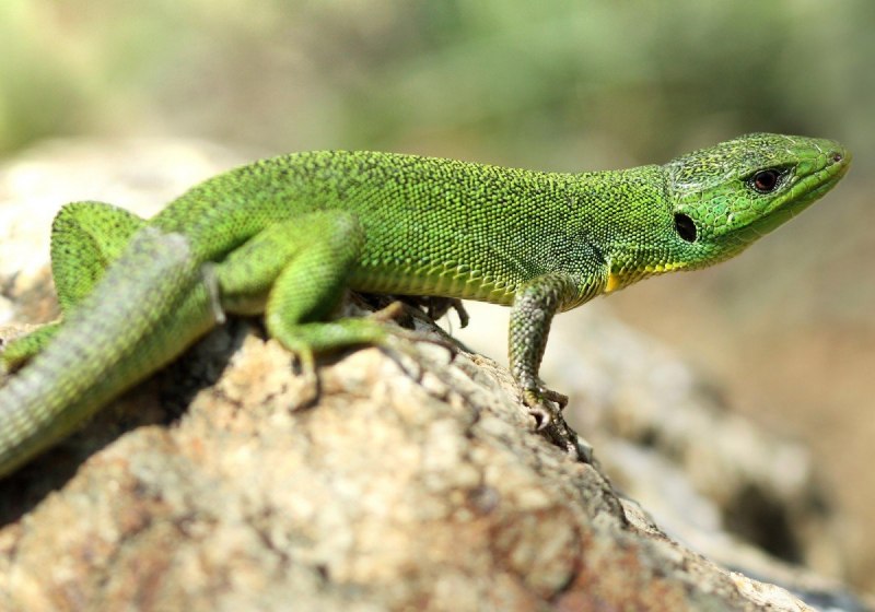 Холоднокровные животные ящерица